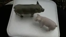 PIGS BOTH MARKED