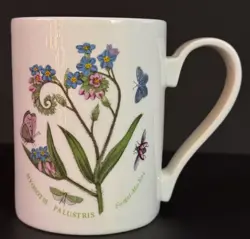 MYOSOTIS PALUSTRIS COFFEE