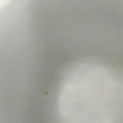 COFFEE CUPS WHITE