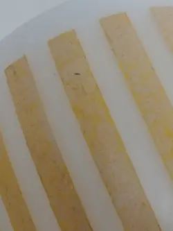 RETRO SUNNY YELLOW
