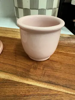 CUSTARD CUP SHELL