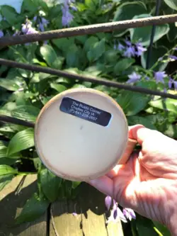 MUG MAPLE